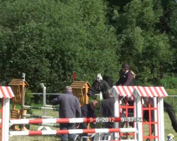 dressage horse Männlein 4 (Hanoverian, 1999, from Metternich)