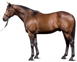 stallion Teofilo xx (Thoroughbred, 2004, from Galileo xx)