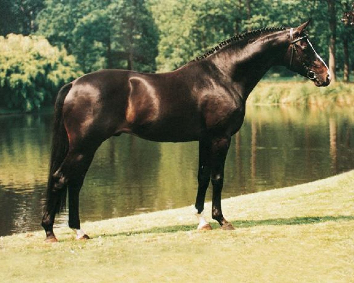 stallion Michelangelo (Trakehner, 1985, from Pasteur xx)