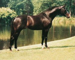 stallion Michelangelo (Trakehner, 1985, from Pasteur xx)