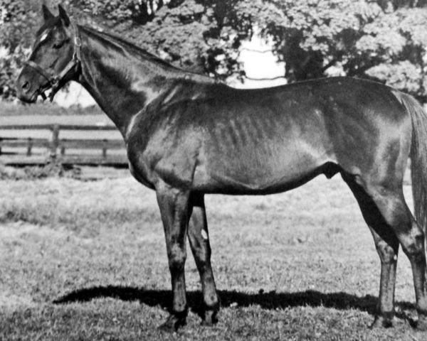 stallion Speak John xx (Thoroughbred, 1958, from Prince John xx)