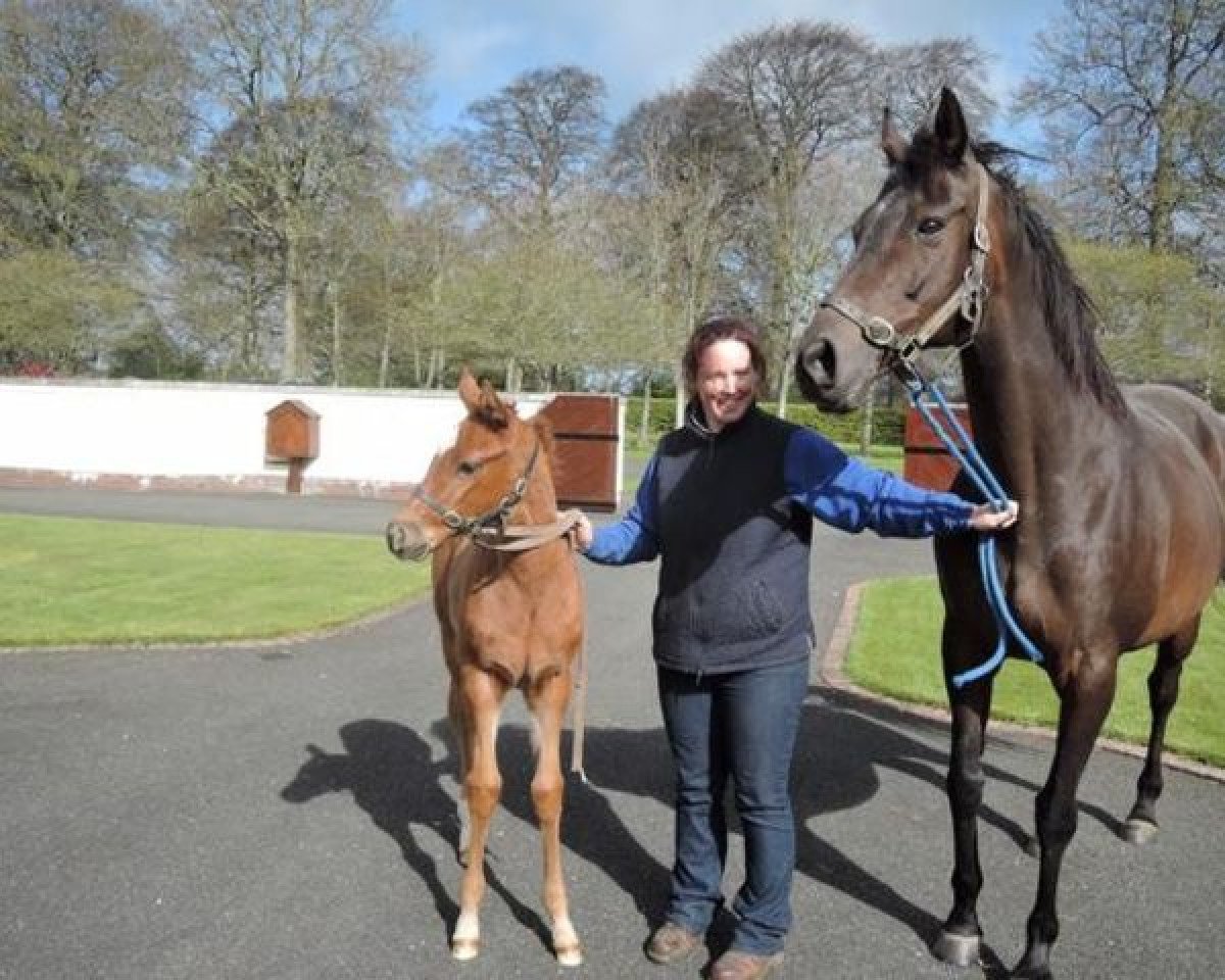 broodmare Taranto xx (Thoroughbred, 2003, from Machiavellian xx)