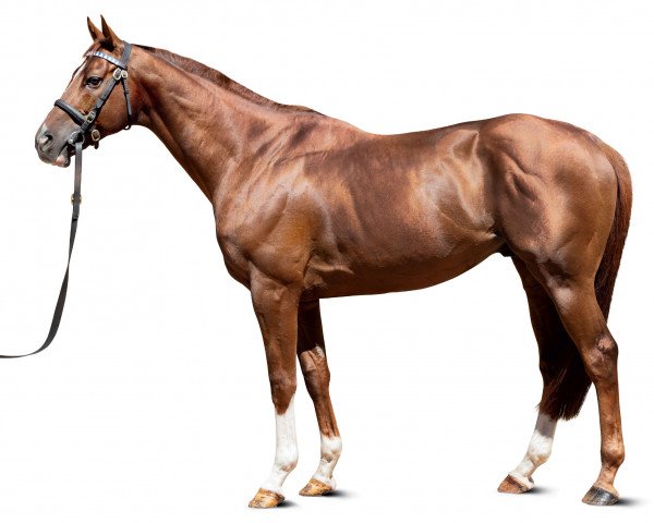 stallion Ultra xx (Thoroughbred, 2013, from Manduro xx)