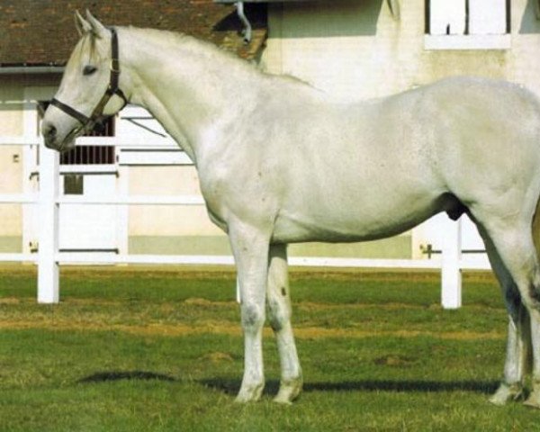 stallion Kaldounevees xx (Thoroughbred, 1991, from Kaldoun xx)