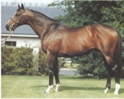 stallion Pennekamp xx (Thoroughbred, 1992, from Bering xx)