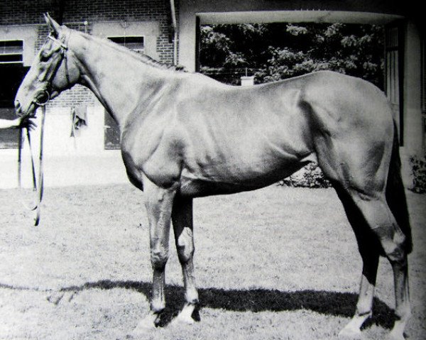 broodmare Fitnah xx (Thoroughbred, 1982, from Kris xx)