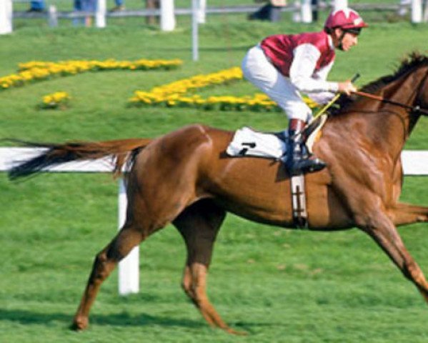 broodmare Oh So Sharp xx (Thoroughbred, 1982, from Kris xx)