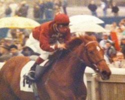 broodmare Pilot xx (Thoroughbred, 1986, from Kris xx)