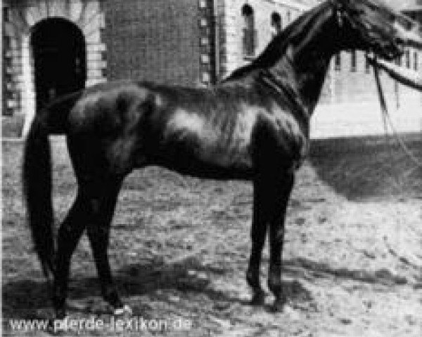 horse Adlerschild xx (Thoroughbred, 1943, from Ferro xx)