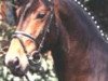 stallion Colambo (Hanoverian, 1989, from Calypso II)