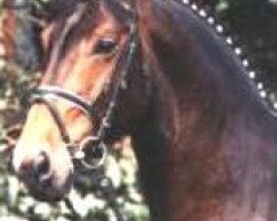 stallion Colambo (Hanoverian, 1989, from Calypso II)