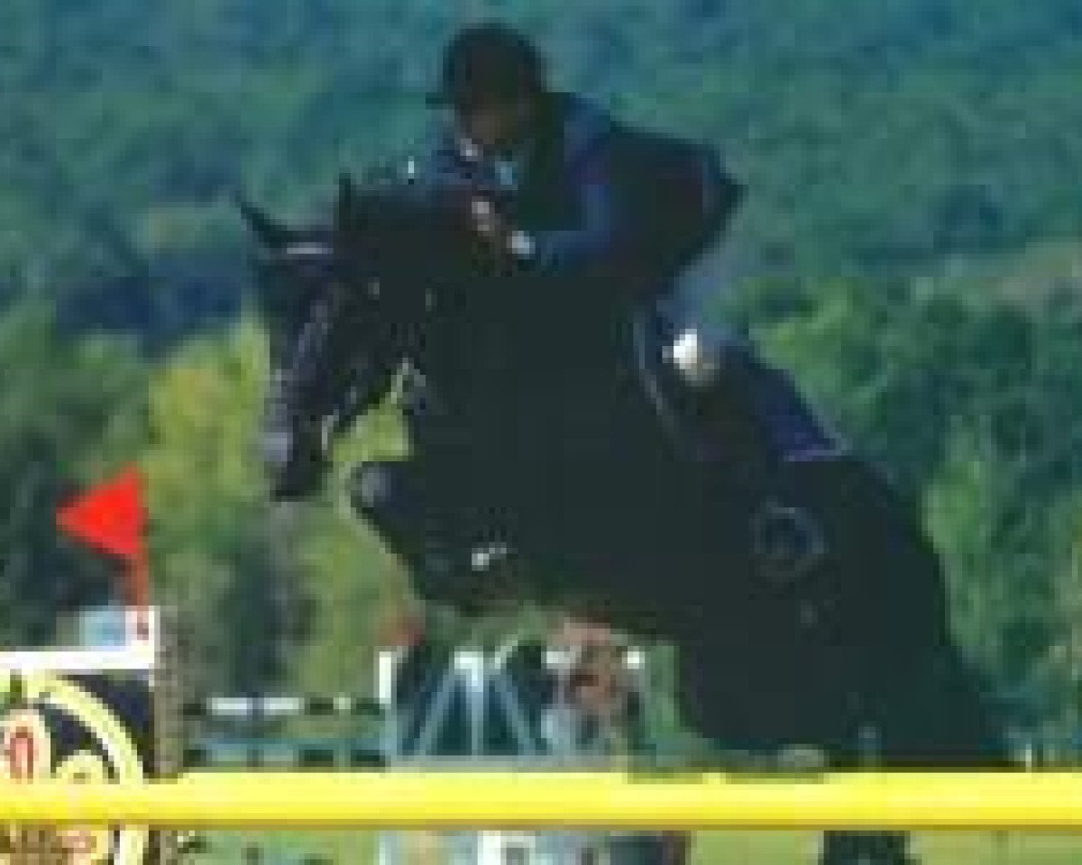 stallion Kilian (Holsteiner, 1988, from Königspark xx)