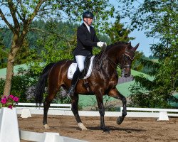 dressage horse Bayfril (KWPN (Royal Dutch Sporthorse), 2006, from Sorento OLD)