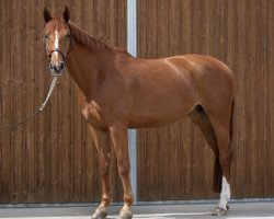 jumper Lizzy-Lou (Hanoverian, 2016, from Pikeur Lord Fauntleroy)