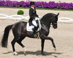 stallion Desperados FRH (Hanoverian, 2001, from De Niro)