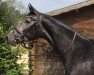 Springpferd Hickstead Prime (Westfale, 2017, von Hickstead White)