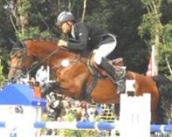 horse Canterbury (German Sport Horse, 2003, from Cardenio)
