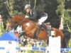 stallion Canterbury (German Sport Horse, 2003, from Cardenio)