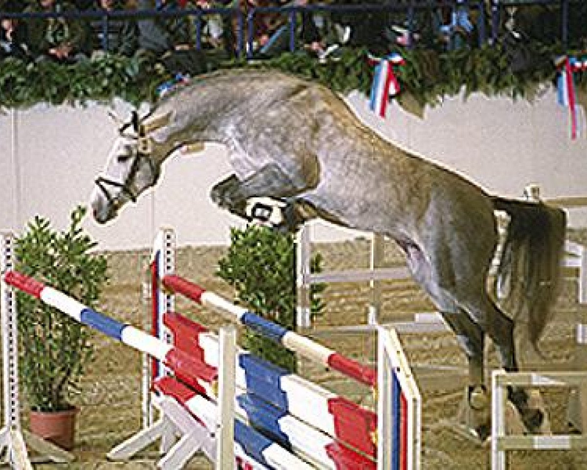 stallion Askano (Holsteiner, 2000, from Alcatraz)