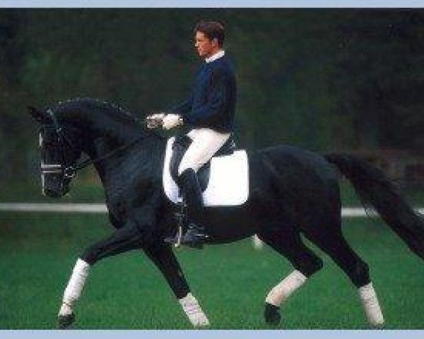 dressage horse Dressage Royal (Oldenburg, 1998, from Donnerhall)