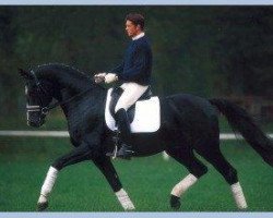 Deckhengst Dressage Royal (Oldenburger, 1998, von Donnerhall)