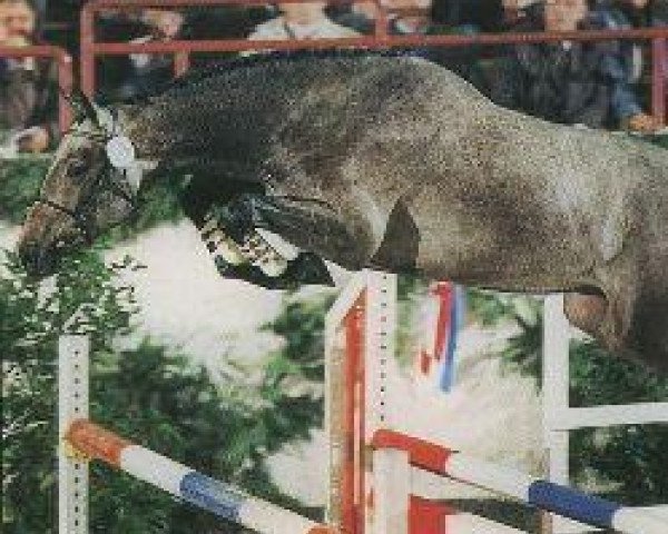 stallion Coradus (Holsteiner, 1992, from Corrado I)