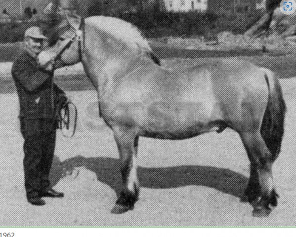 Deckhengst Valsetblakken (Fjordpferd, 1957, von Kleppar N.1462)
