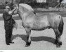 stallion Valsetblakken (Fjord Horse, 1957, from Kleppar N.1462)