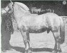Deckhengst Guddal N.711 (Fjordpferd, 1916, von Grim N.534)