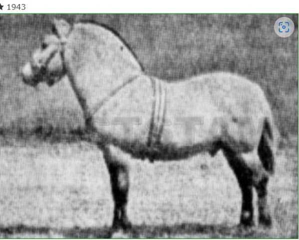 stallion Hans Vadgård (Fjord Horse, 1943, from Hans D 7)