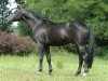 stallion Ultra chic (Trakehner, 2000, from Louidor)