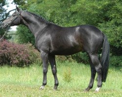 stallion Ultra chic (Trakehner, 2000, from Louidor)