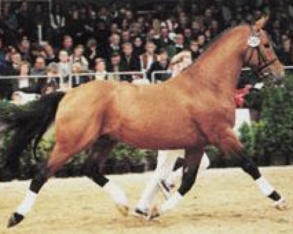 stallion Azett (Hanoverian, 1987, from Aladin Z)