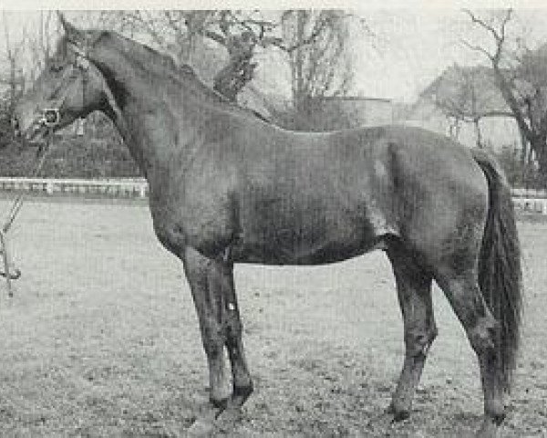 horse Goetz (Hanoverian, 1961, from Gong)
