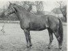 stallion Götz 4074 (Hanoverian, 1961, from Gong)