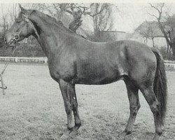 stallion Götz 4074 (Hanoverian, 1961, from Gong)