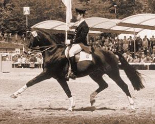 horse Romadour I (Westphalian, 1967, from Romulus I)