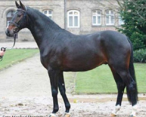 stallion Exzellento (Westphalian, 2006, from Ehrentusch)