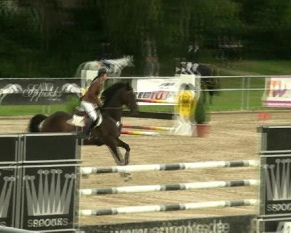 Springpferd Whenever Kristal (KWPN (Niederländisches Warmblut), 2003, von Cantos)