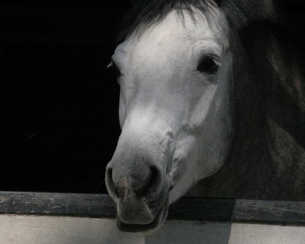 horse Conquito (Westphalian, 2005, from Carano)