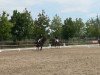 dressage horse Jambalaya AV (unknown,  )