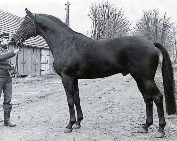 stallion Präfectus xx (Thoroughbred, 1967, from Primera xx)