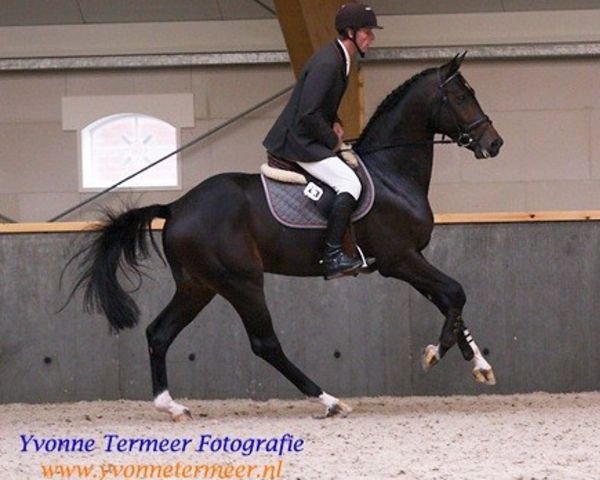 stallion Brainpower (Royal Warmblood Studbook of the Netherlands (KWPN), 2006, from Contendro I)