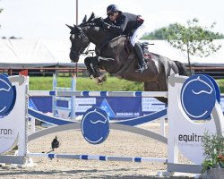 stallion Gismo Z (Zangersheide riding horse, 2010, from Gotthardsen)