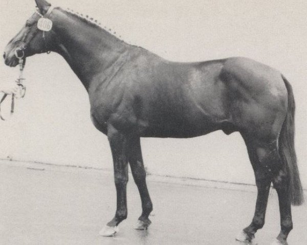 stallion Pandur (Hanoverian, 1973, from Präfectus xx)