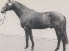 stallion Pandur (Hanoverian, 1973, from Präfectus xx)