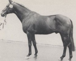 stallion Pandur (Hanoverian, 1973, from Präfectus xx)