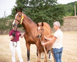 broodmare Cellina (German Sport Horse, 2006, from Celentano)