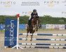 jumper Baltic Lord (German Riding Pony, 2008, from Baltic Dream)