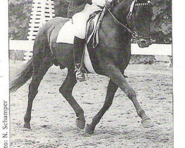 stallion Nadir (German Riding Pony, 1967, from Nazim x)